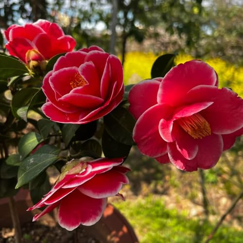 camelia giardino resistente ciondoli, resistenti, perenni di interni semi esotici camelie tagliate giardino perenni resistenti a 5pcs