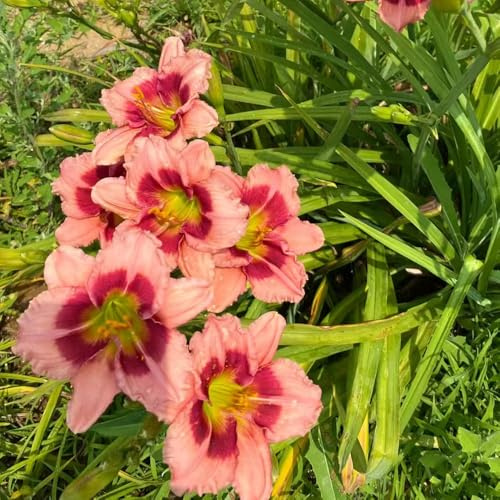 Taglilien, Hemerocallis fulva bio balkon blumendeko schattenpflanzen wildblumensamen herbst deko winterharte garten wildblumen exotische blumenbeet deko blumenwiese mehrjährig bonsai 900samen