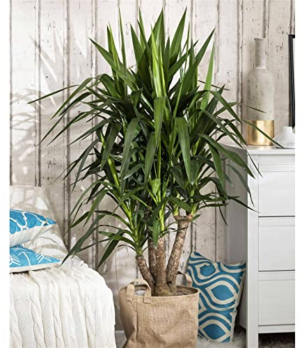 Palmlilie, Topf-Ø 27 cm, Höhe ca. 110 cm