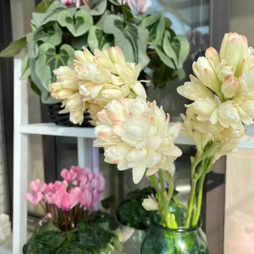 300 pezzi semi di nardo - da balcone resistenti balcone giardino interni semi erbalieri, dal prato giardino
