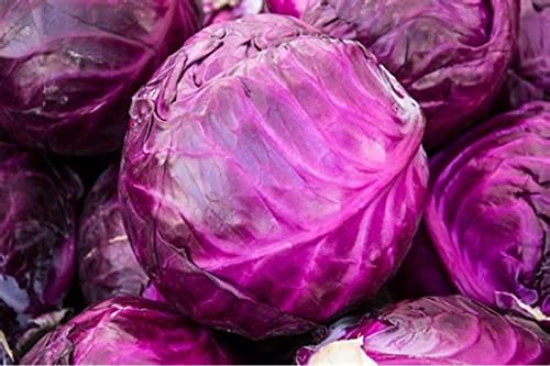 Red Drumhead Cabbage Seeds – 500 Red Cabbage Seeds – Suitable for Indoor & Outdoor Planting in The Allotment, Vegetable Plot or Garden – Packed in The UK by Meldon Seeds