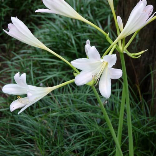 bulbos de lirio araña, lycoris radiata - perennes resistentes cobertura del suelo 4pcs