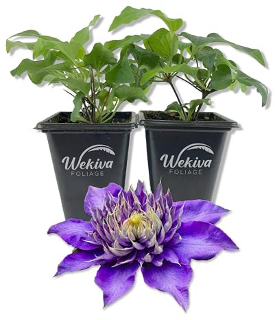 Clematis Multi Blue - 2 Live Starter Plants in 2 Inch Growers Pots - Starter Plants Ready for The Garden - Rare Clematis for Collectors