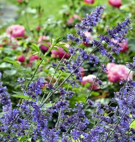 Katzenminze Pool Bank - Nepeta grandiflora - lebende Gartenpflanze aus den Baumschulen
