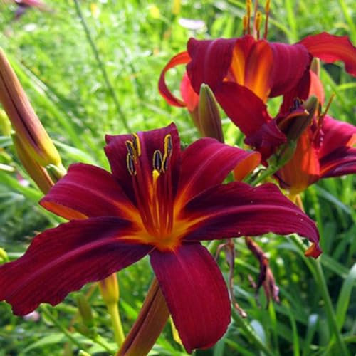 6 x Lis d'un jour, Hémérocalle 'Crimson Pirate' - Hemerocallis - Godet 9x9cm - Fleurs rouges, floraison estivale, massifs