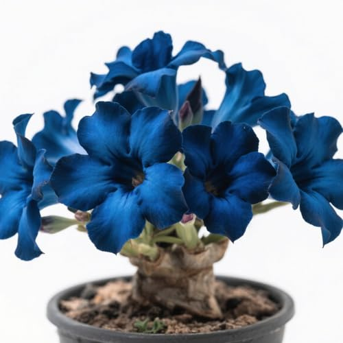 (desert rose) Winterharte Staude/Wüstenrose/Adenium obesum-1Rhizom-J