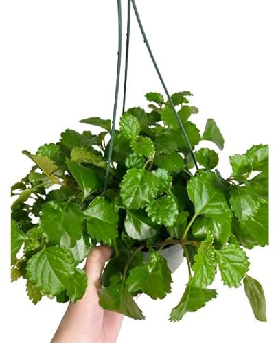 Plectranthus Verticillatus PREMIUM Planta Natural Que Atrae la Fortuna y el Dinero
