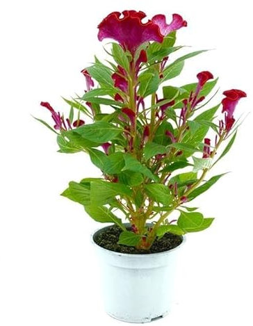 Planta Natural Amaranta Celosia Variante Cresta Gallo Color Mixto