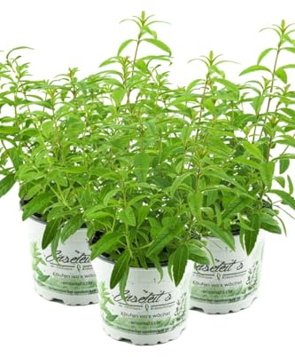 3er Set Zitronenstrauch, Zitronenverbene, Aloysia citrodora, Kräuter Pflanze