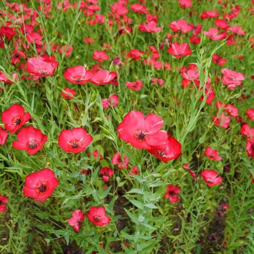 semi di di lino,perenni resistenti e perenni per esterni da giardino-decorative da giardino 500pcs