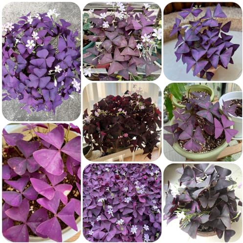 bulbi di oxalis triangularis - decorazione giardino esterno rare balcone resistenti roccioso 8pcs