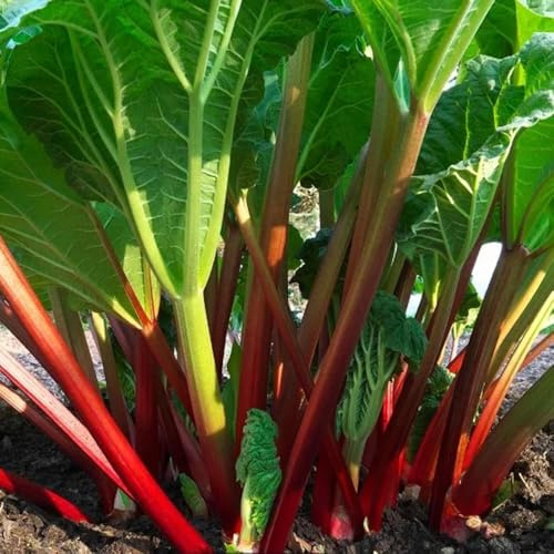 rhabarber balkon deko kräutersamen wildkräuter pflanztöpfe winterharte kübelpflanzen gemüsepflanzen heilkräuter grünpflanzen kräutergarten indoor gartenkräuter gemüsesaat gemüsebeet 25samen