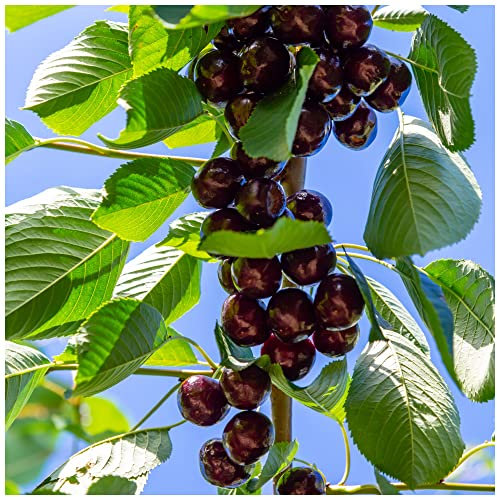 Hedelfinger Cherry Tree 4-5ft Self-Fertile,Ready to Fruit.Dark,Juicy & Sweet 3fatpigs®