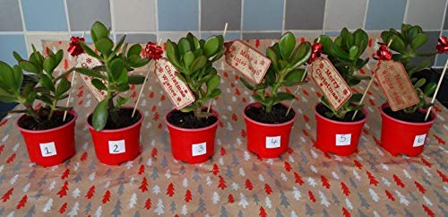 Portal Cool 5: Weihnachten Geld-Anlage Red Pots Geschenk Jade Tree Geldbaum Good Luck 6 Choices