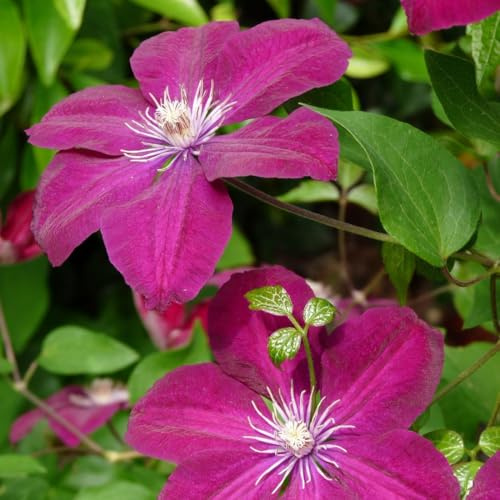 Clematis 'Rouge Cardinal' – Large Crimson Red Climbing Flowers, Velvety Blooms July to September, Vigorous Garden Climber for Sunny Walls, Borders & Containers - 7cm Pot x1 by Thompson and Morgan