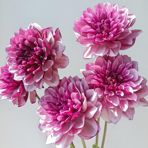 Bulbos de dalia - bulbos de exótico variedades antiguas extraño invernaderos balcón orgánico regalos para jardineros para lugares soleados resistentes en macetas al aire 2pcs