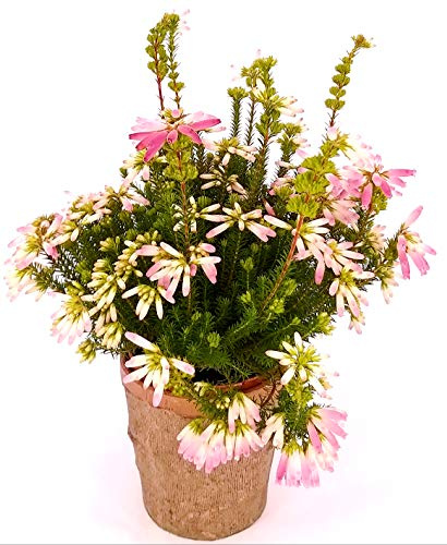 POWERS TO FLOWERS - ERICA VERTICILLATA IN VASO CERAMICA RUSTICO, pianta vera