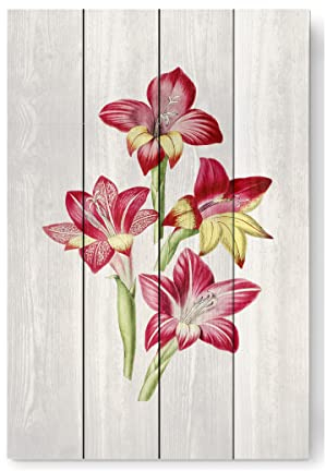 artboxONE Holzbild 60x40 cm Natur Rote Gladiole von Künstler Mango Art