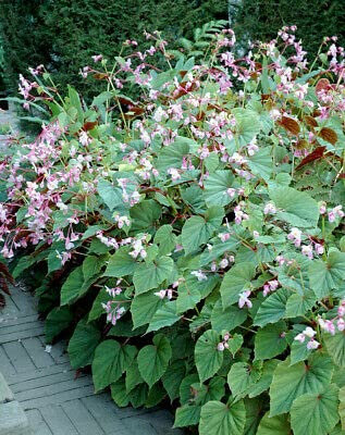 15 Graines de Begonia Rustic (Begon ia grandis evansiana) W55 Graines de bégonia dures