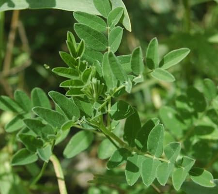 70 pièces de graines de plantes d'astragale