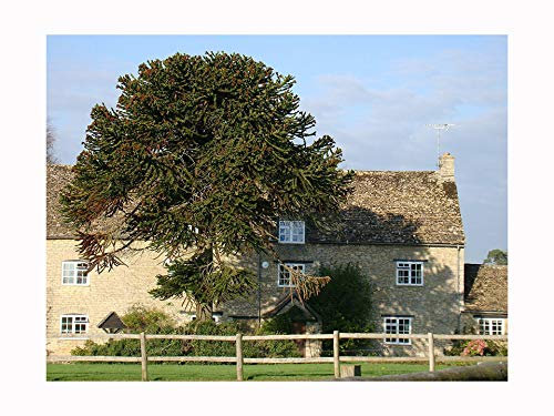 Araucaria ARAUCANA Monkey Puzzle Tree Evergreen Exotic Edible, 8-10cm Tall Starter Plant in a 7cm Pot