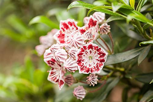 Berglorbeer Kalmia latifolia Bandeau 20-30 cm immergrün winterhart | Rosa Blüten, halbschattig, pflegeleicht, ideal für Beet und Kübel, dekorativer Blickfang, robust und langlebig