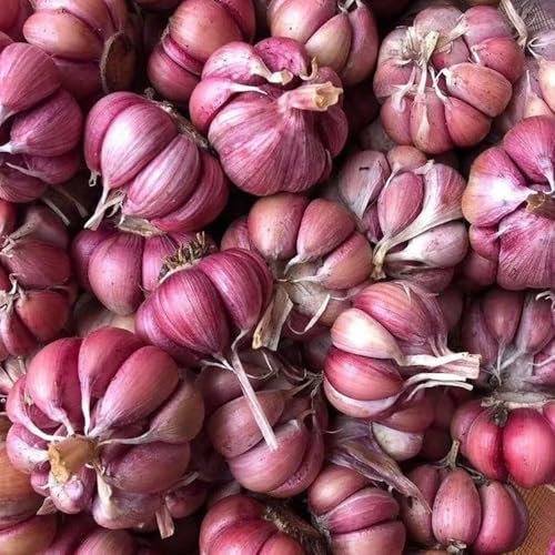 semi di aglio resistente, Allium sativum, giardino interno 550pcs
