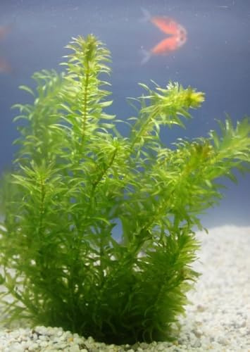 WASSERPFLANZEN WOLFF - 2er Set Egeria densa - Klärpflanze - winterharte Wasserpest für den Teich im 5cm PFLANZKÖRBCHEN, Sauerstoffspender, gegen Algen, verbessert die Wasserqualität