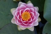 Mühlan Wasserpflanzen 1 SEEROSE der Sorte Madame Wilfrom Gonnere, rosa