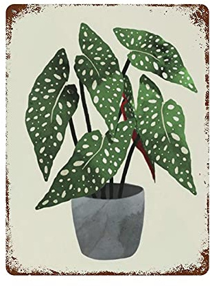 Dreacoss Metal tin Sign，Retro Style， Novelty Poster，Iron Painting，Begonia Maculata Interior Plant Tin Sign, Begonia Maculata Art Print, Plant Lover Tin Sign，Wall Decoration Plaques，Size 12x16 Inches