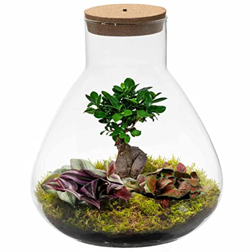 Ecoworld Bonsai Terrarium – Pflegefreies Pflanzen Terrarium mit Licht – Ökosystem im Glas – Ø 30 cm ↥ 32 cm – 2 Zimmerpflanzen 1 Bonsai Baum – Batteriebetriebene Beleuchtung