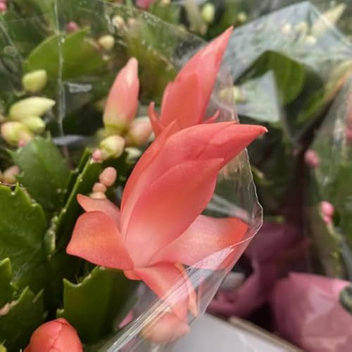Planta de Interior - Cactus Navidad - Flores Vivas - Flores Mix Color