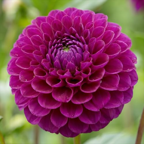 Dahlias Bulbes Pon Pon Purple Collection - 5 Bulbes de Fleurs à Planter Exterieur - Plante Exterieur Jardin - Naturelle Plantes de Hollande (pas de graines, non artificielle)