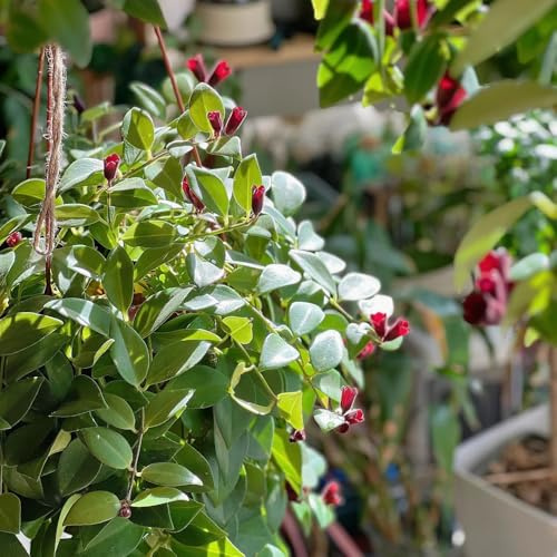 Semi di Aeschynanthus radicans - da giardino resistenti perenni verdi da appartamento per gli amanti semi di selvatici 150pcs