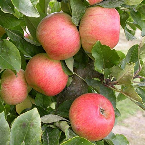 Rhapsodie (S), robuster Säulenapfel, Säulenobst, zweijährig, 80-100cm im Topf