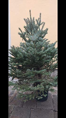 Albero di Natale KOSTERIANA Vero (1,50-1,75 m)