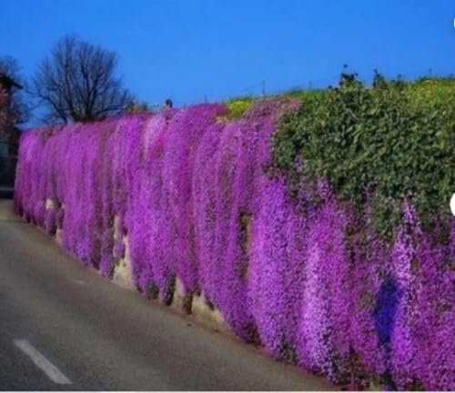 Creeping Thyme Herb Seeds Approx.200 Seeds Purple Dwarf Carpet Flowers Plant Seeds