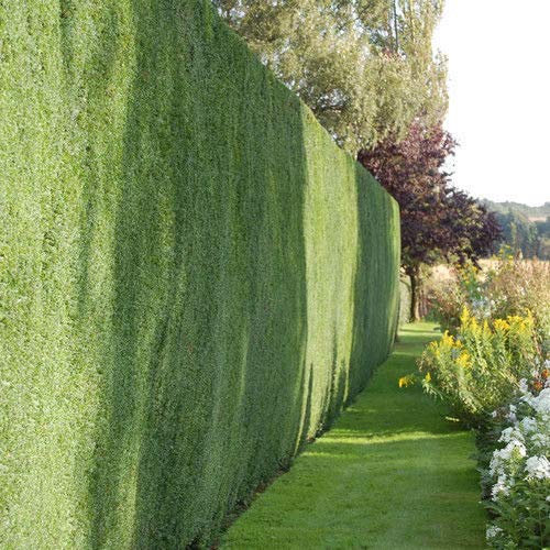 1 X Comune Eibe Taxus baccata Immergrüne dichte Copertura pianta in Vaso