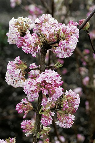 Winterschneeball Charles Lamont - Viburnum bodnantense - Winterblüher rosa Zierstrauch - von Garten Schlüter - Pflanzen in Top Qualität (60-80 cm)