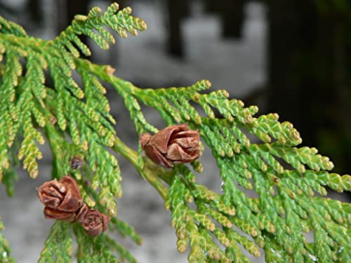 Cryptomeria japonica giapponese Red Cedar Tree semi RARE conifera aspetto invecchiato (10)