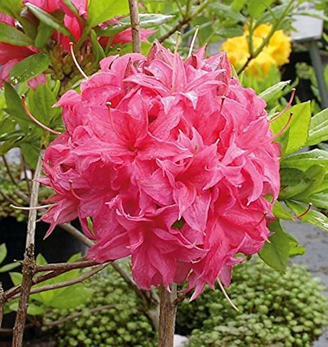 Hochstamm Azalee Homebush 60-80cm - Rhododendron luteum - Alpenrose - lebende Gartenpflanze aus den Baumschulen