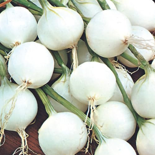 Onion Seeds, Pack of 200 Fresh Seeds – Paris Silver Skin Onions Good for Pickling. Plant and Grow Your Own Vegetables – Suitable for Indoor & Outdoor Planting – Packed in The UK by Meldon Seeds
