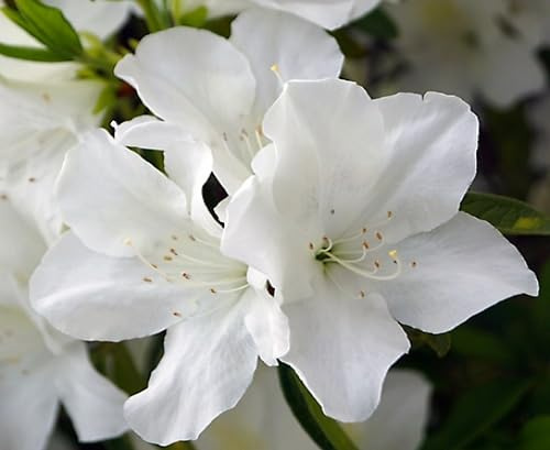 100 graines de fleurs d'azalée blanches
