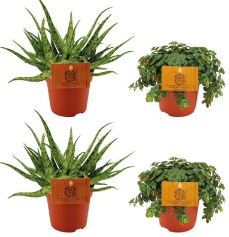 2x Aloe Spider + 2x Sedum Tornado | 4 piezas - 10cm - Ø10,5cm - Planta de interior - Hojas perennes - Multitrato - Cactus y suculentas