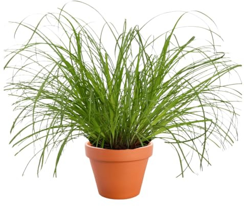 Katzengras | Cyperus zumula | ca. 20-30 cm | ø 12-15 cm Topf | Pflegeleichte Zimmerpflanzen für Wohnung und Büro | Qualität vom Pflanzen Profi | Ideale Raumbegrünung