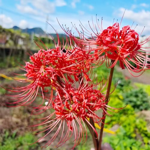 bulbi di giglio ragno, Lycoris radiata, balcone rialzato con letto giardino roccioso raro sul arredamento del soggiorno 5pcs