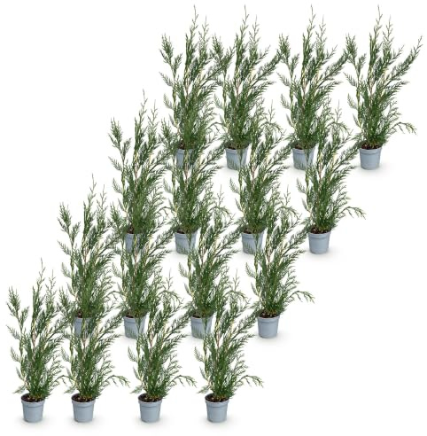 Cupressocyparis Leylandii da Siepe, Verde, Set 16 Pezzi, Vaso 9cm, 30-40cm