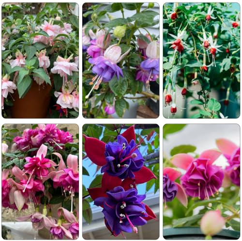 Fuchsiensamen büropflanzen wildblumen balkonblumen kräutergarten rankpflanzen topfpflanzen draußen winterhart Fuchsien gartendeko für draußen herbstblumen frühblüher kräutersamen 400samen