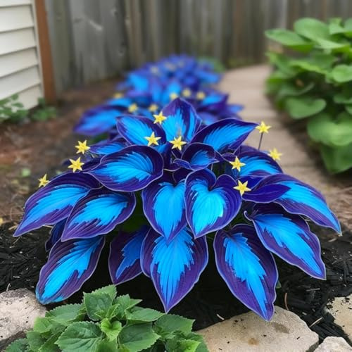 Leicht Anbaubare Funkien/Farbenfrohe Hosta/Hosta Dauerwüchsig Winterfest&Prachtvolle Funkien Wurzelstock/Geeignet Für Neueinsteiger-4Rhizome-B