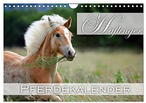 Haflinger/Geburtstagskalender (Wandkalender 2026 DIN A4 quer), CALVENDO Monatskalender: 13 wunderschöne Haflinger-Motive (CALVENDO Tiere)